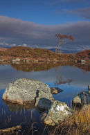 09-8145 Lone Autumn Birch Lochan na h Achlaise Rannoch Moor Scotland